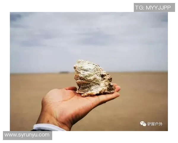 深度对话杨军讲述排球人生的奋斗与梦想之路